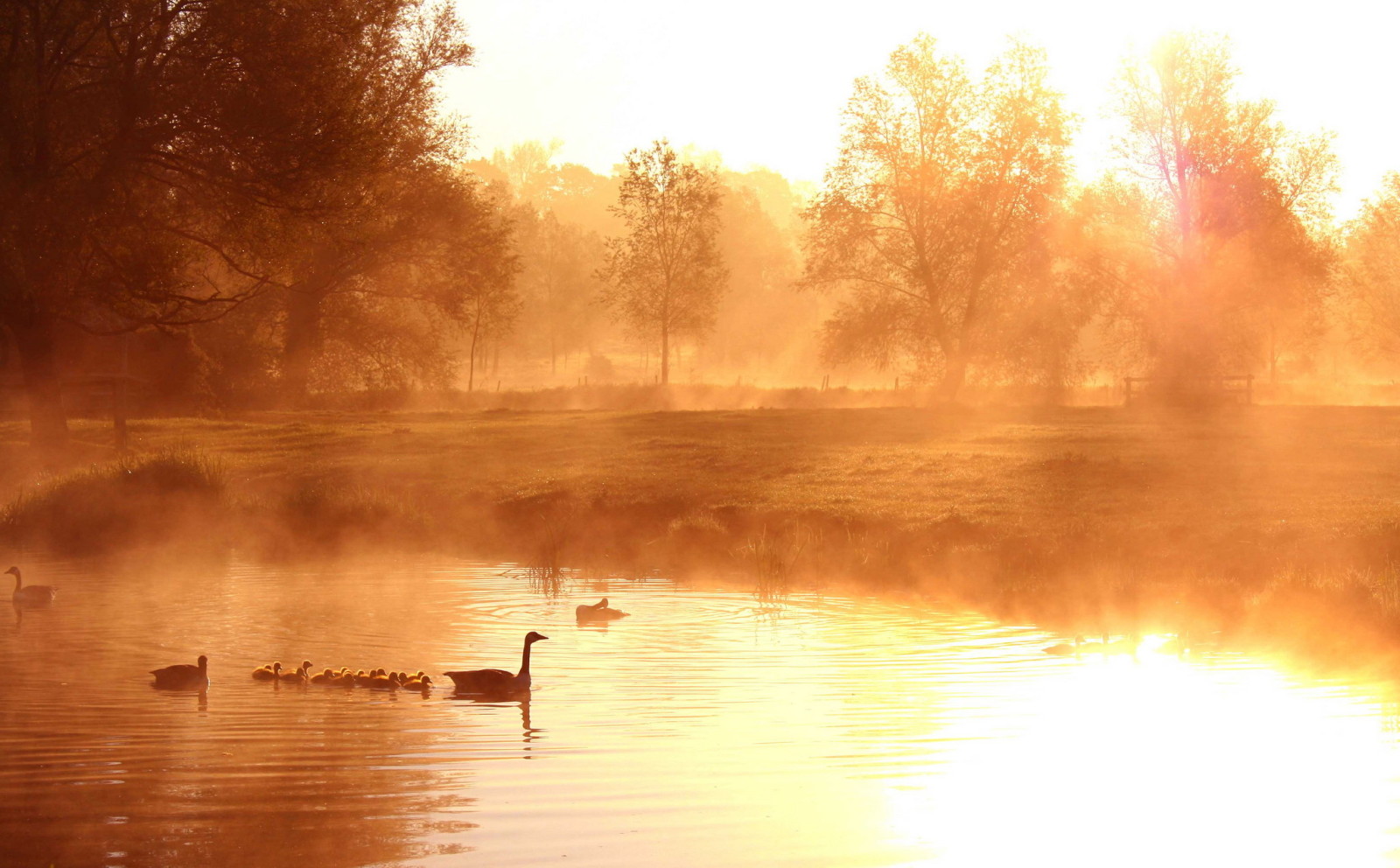 湖, 早上, 多雾路段, 鸭