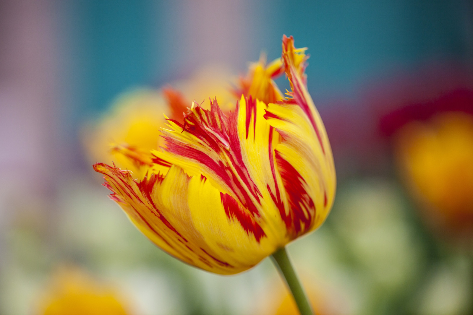 musim semi, bunga, Terry, kuning merah, Bunga tulp