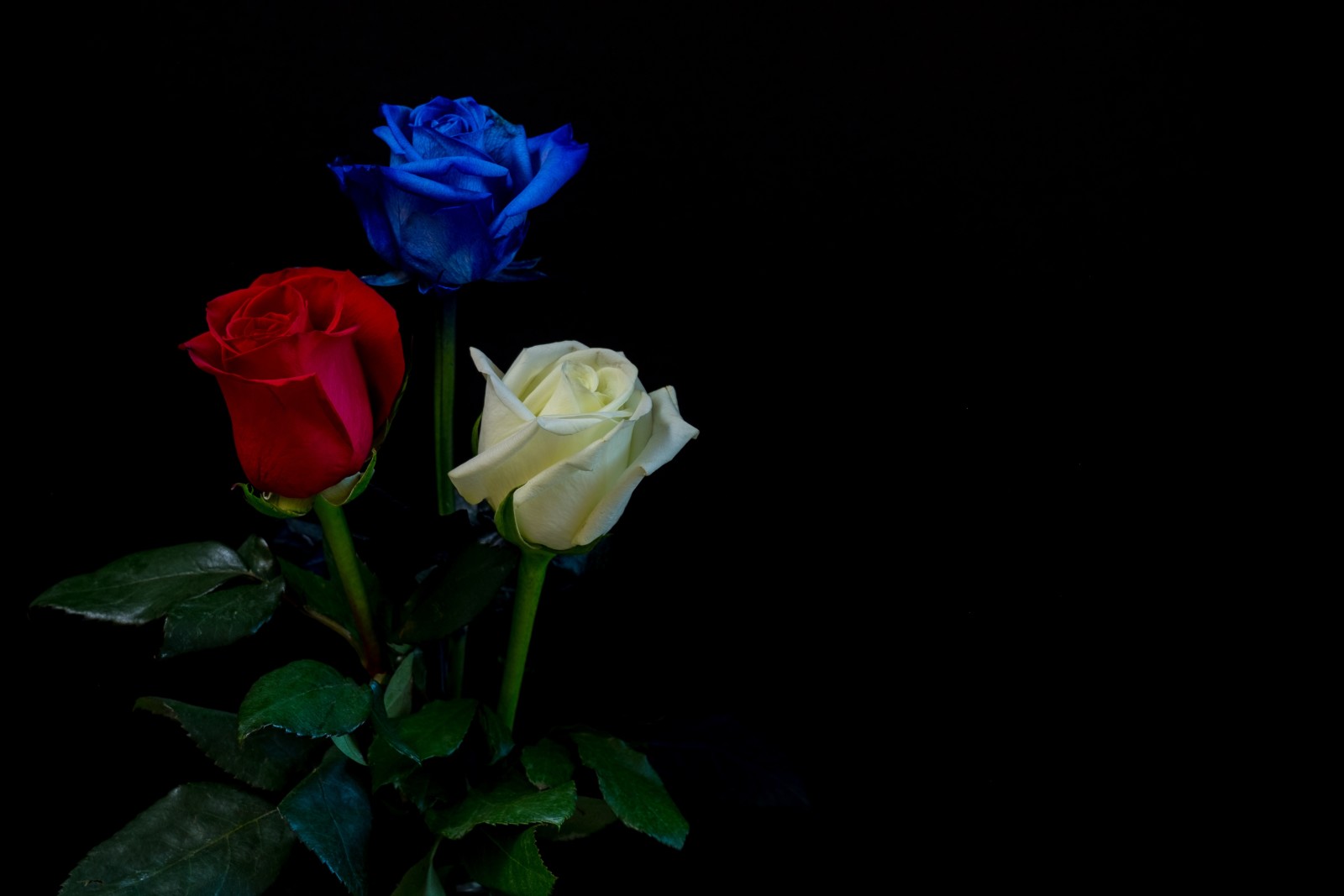 biru, merah, mawar, latar belakang hitam, putih, Daun-daun, tiga, tunas