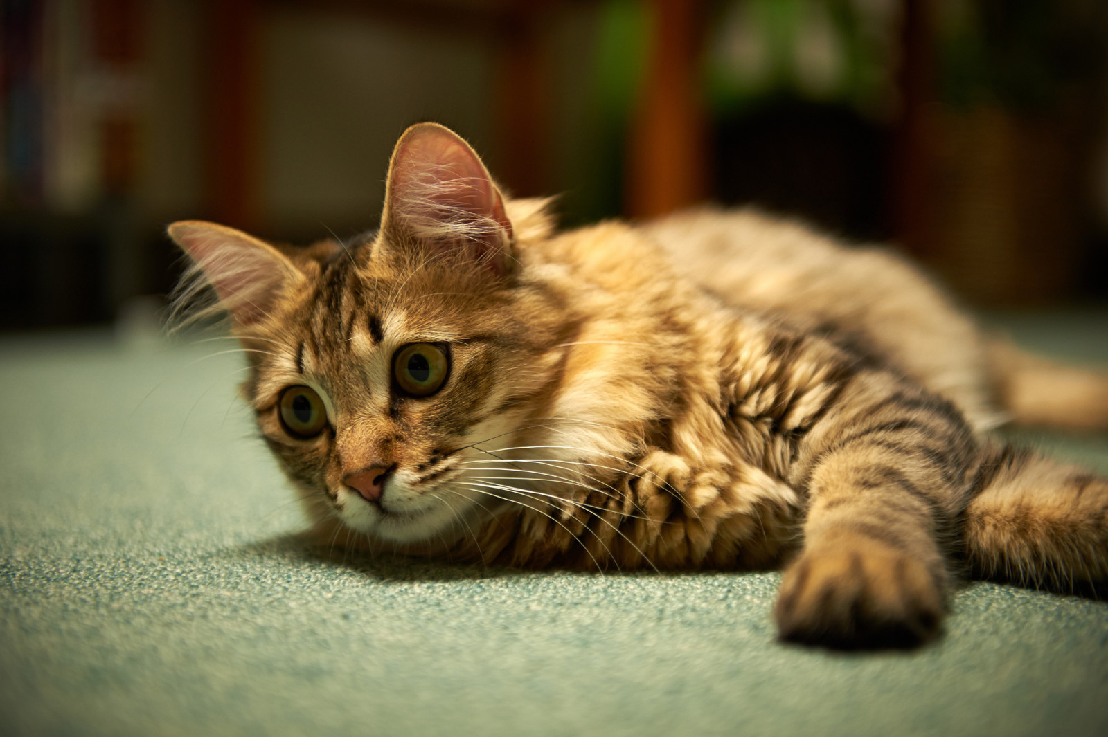 kucing, bohong, karpet. perhatian
