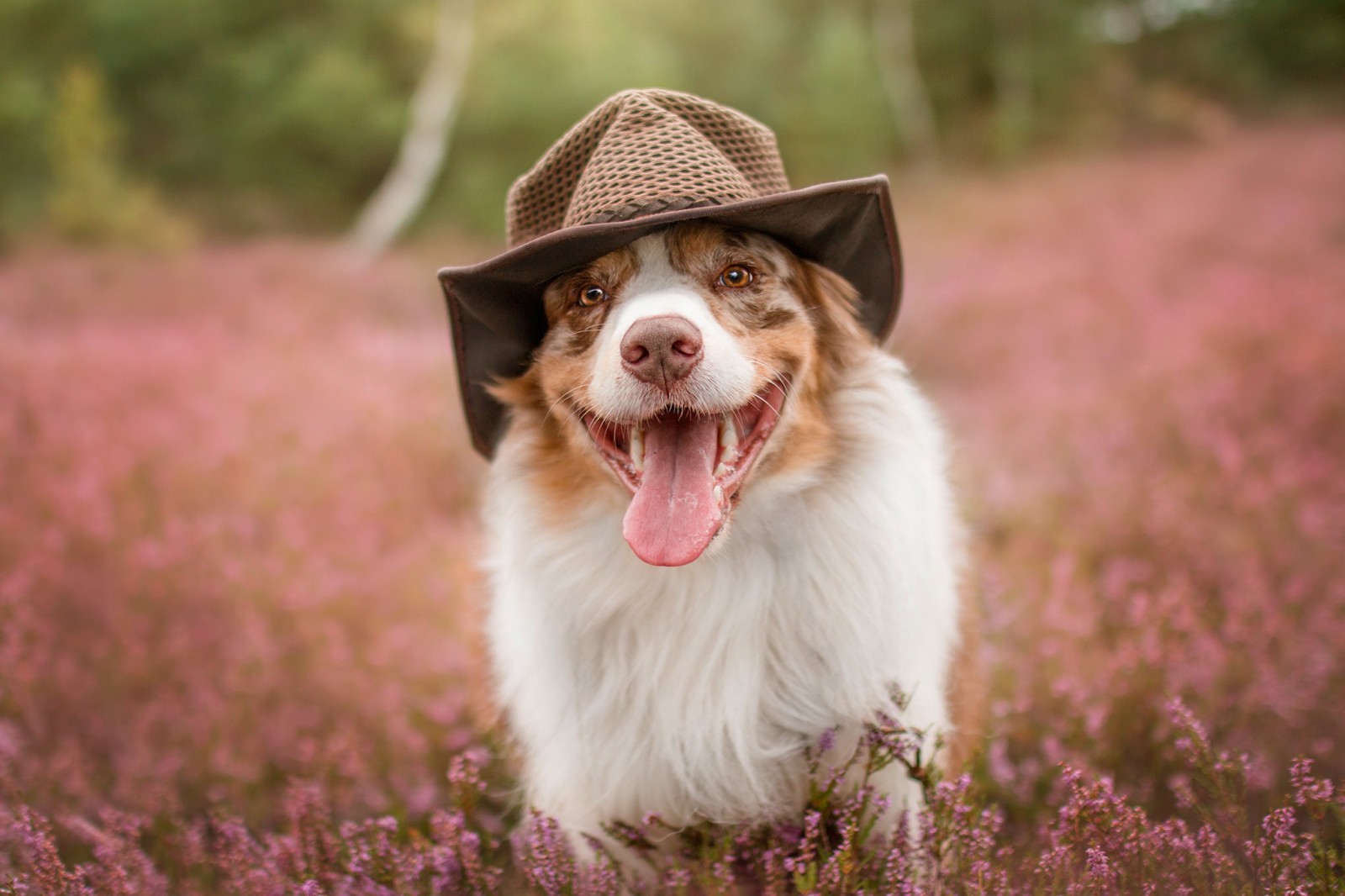 自然, 犬, 面, 歩く, 夏, 帽子, 言語, オーストラリアンシェパード