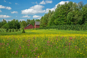 Betlehem, bunga-bunga, rumah, padang rumput, New Hampshire, pohon