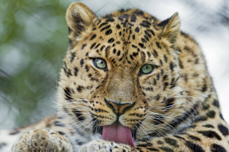 고양이, 얼굴, 언어, 보기, 아무르 표범, © 탐 바코 재규어
