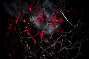 ใบไม้, ธรรมชาติ, กลางคืน