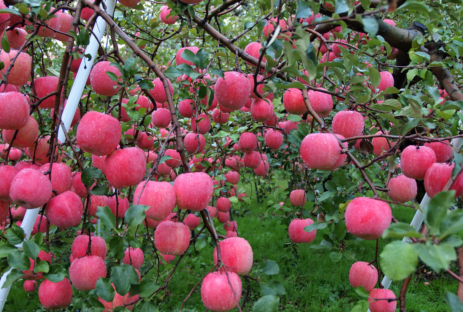 秋季, 水, 掉落, 苹果, 花园, 收获, 罗莎