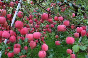 りんご, 秋, 落とす, 庭園, 収穫, ローザ, 水