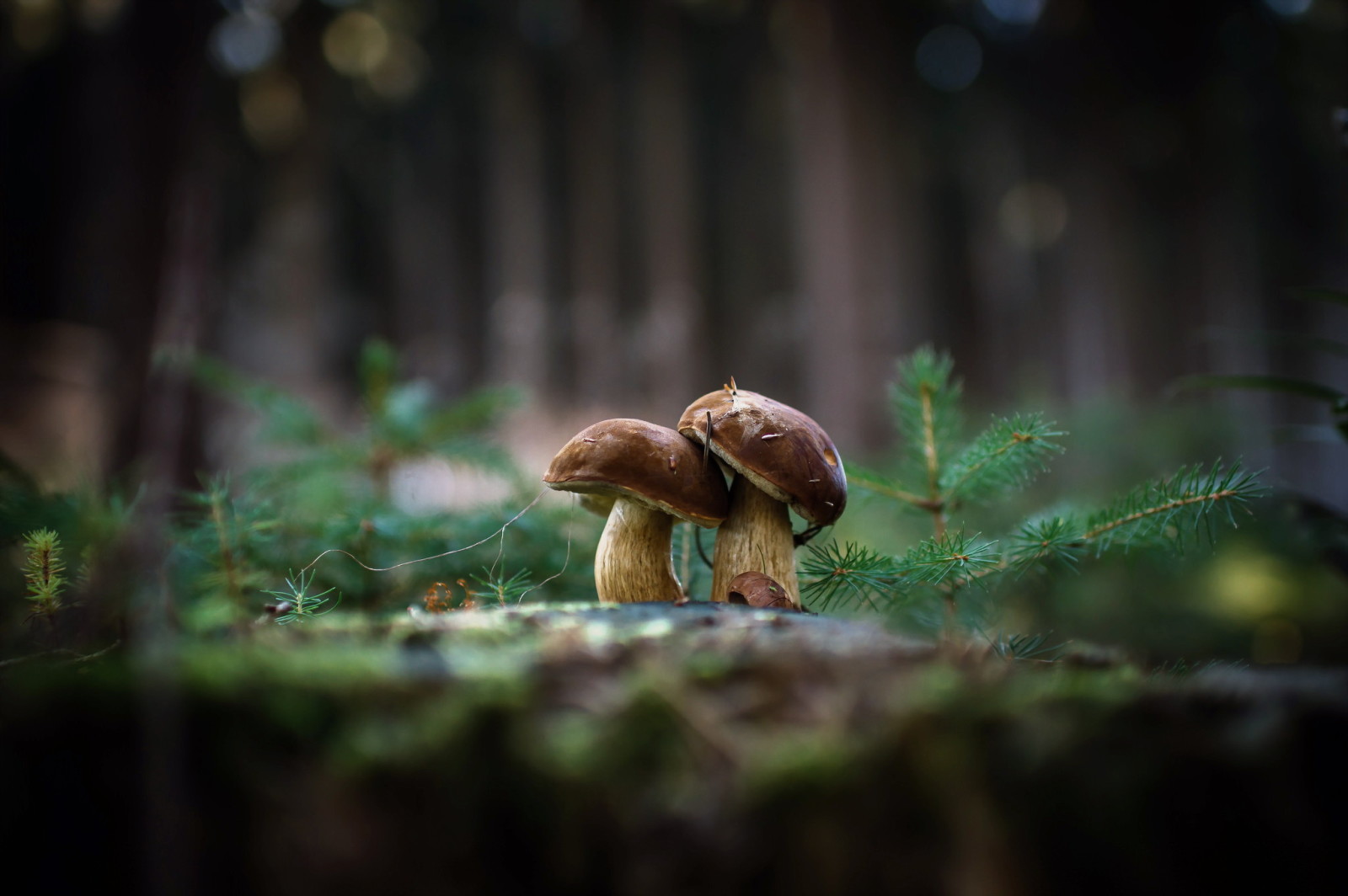 自然, 背景, 蘑菇