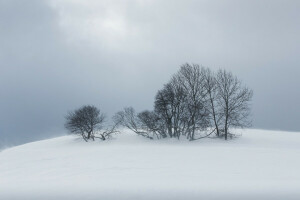 안개, 자연, 눈, 나무, 겨울
