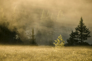 フィールド, 霧, 木