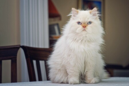 푹신한, 보기, 책상 위에, 페르시아 고양이, 초상화
