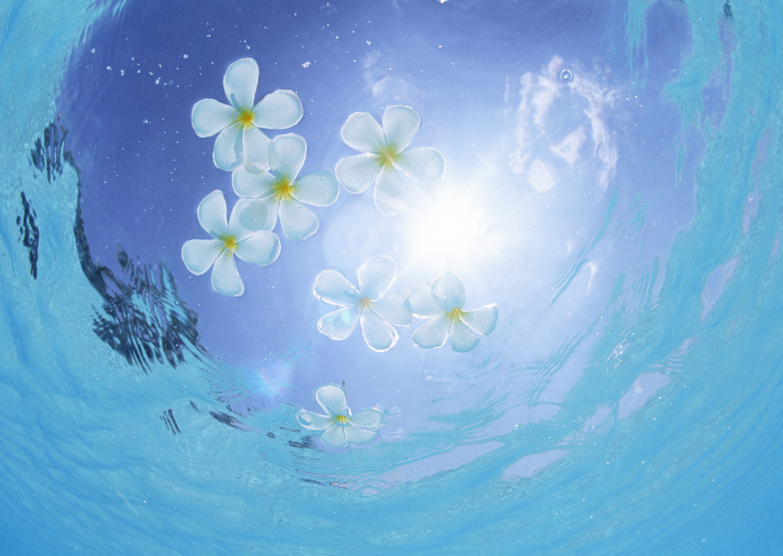 bunga-bunga, air, kelopak, matahari, tinggal, berenang