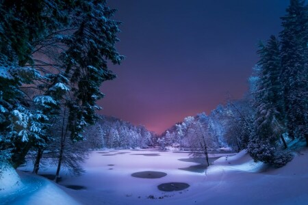 森林, 湖, 夜, 雪, 冬