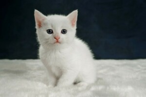 赤ちゃん, キティ, 見て, 肖像画, 白い子猫