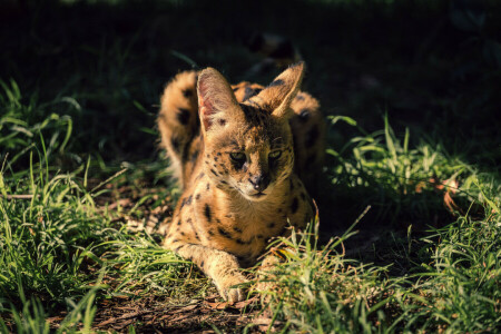 草, 見て, サーバル, 野生の猫