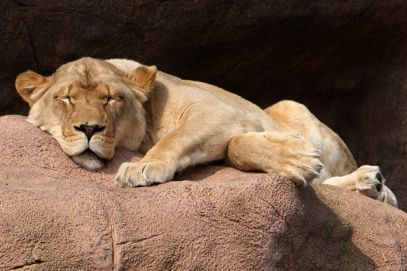 ネコ, 石, 雌ライオン, 滞在, 睡眠