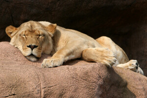 ネコ, 雌ライオン, 睡眠, 滞在, 石