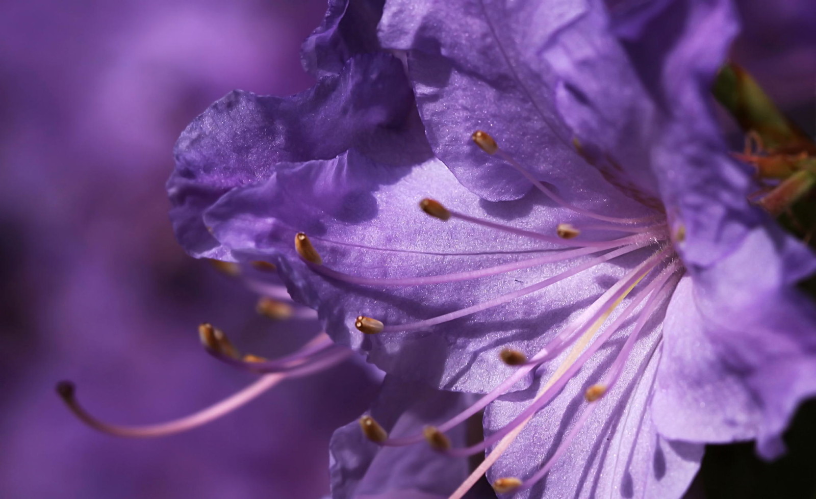 makro, ungu, bunga