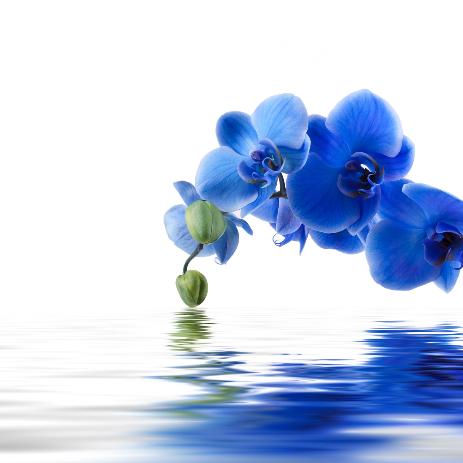 배경, 반사, 꽃들, 물, 블루 오키드