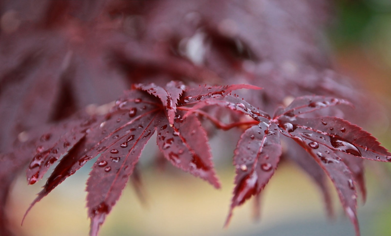 Bo mạch, màu đỏ, lá, chi nhánh, giọt, Rosa, sau cơn mưa