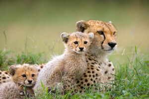 アフリカ, チーター, 子猫, 自然, サバンナ