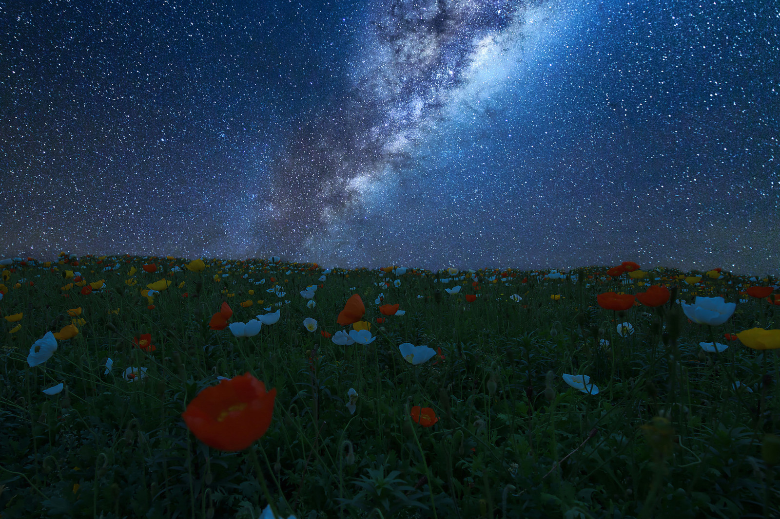 하늘, 들, 꽃들, 밤, 목초지, 별