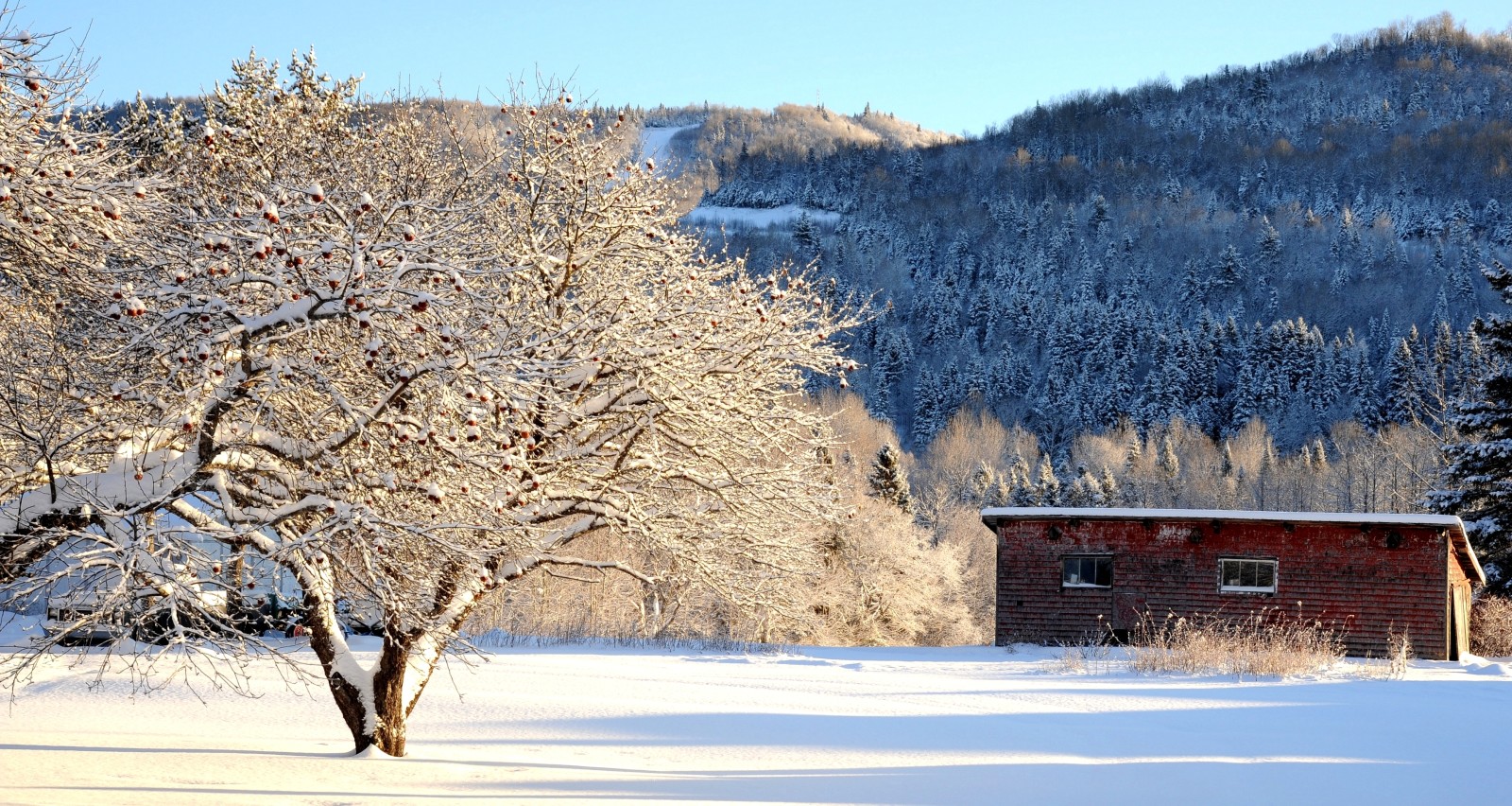 salju, pohon, musim dingin, gunung, apel, lumbung