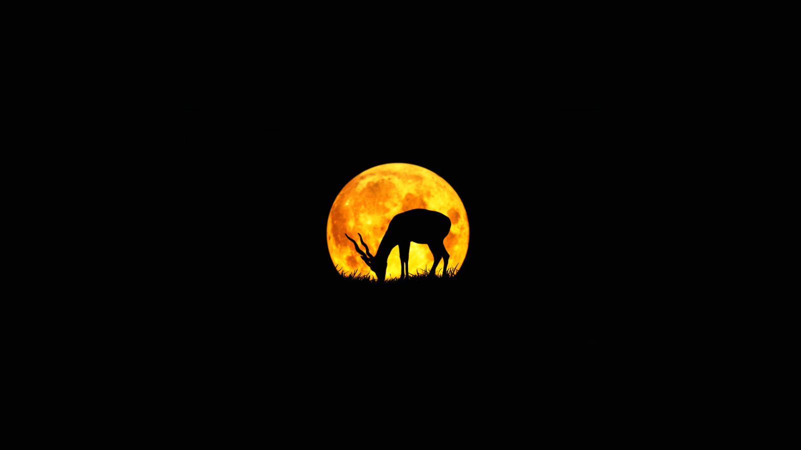 月亮, 羚羊