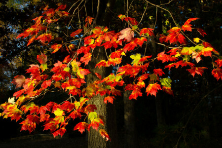 秋, 枝, 葉, 深紅, 木