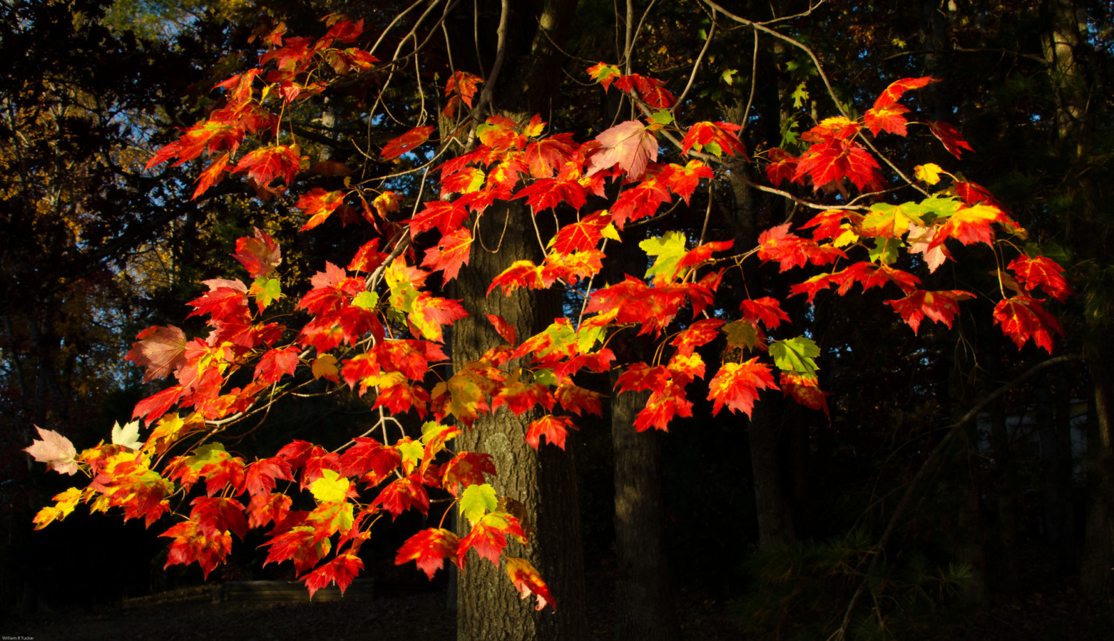 나무, 가을, 가지, 이파리, 크림슨