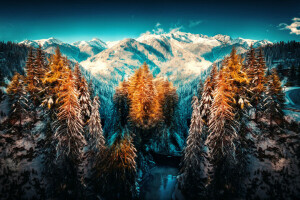산, 눈, 치료, 나무, 윈터 랜드