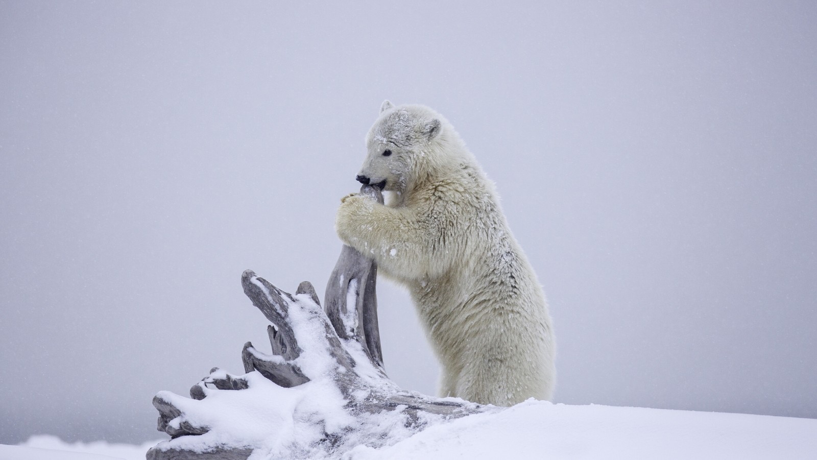 눈, 겨울, 곰, 견습생, 가지 그루터기, 알래스카