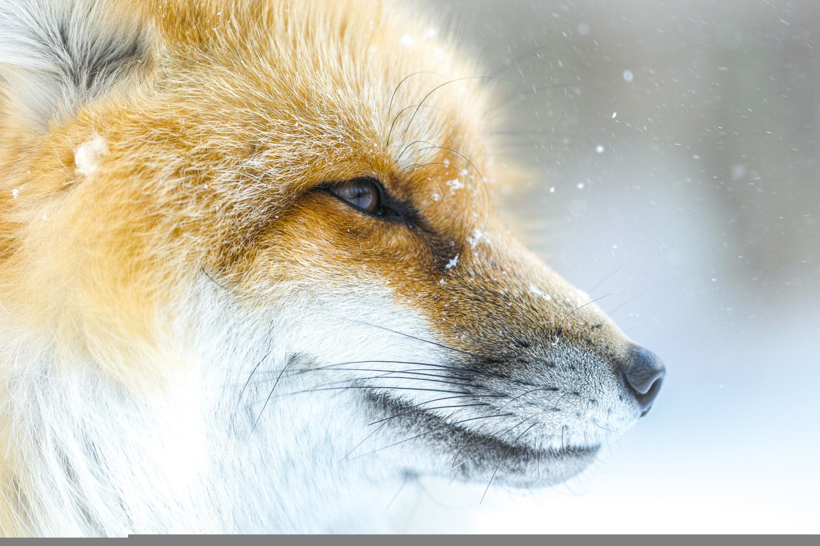 雪, 面对, 狐狸