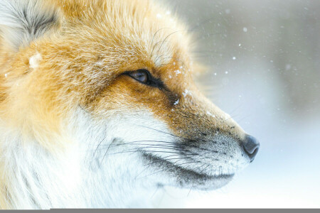 面, 狐, 雪