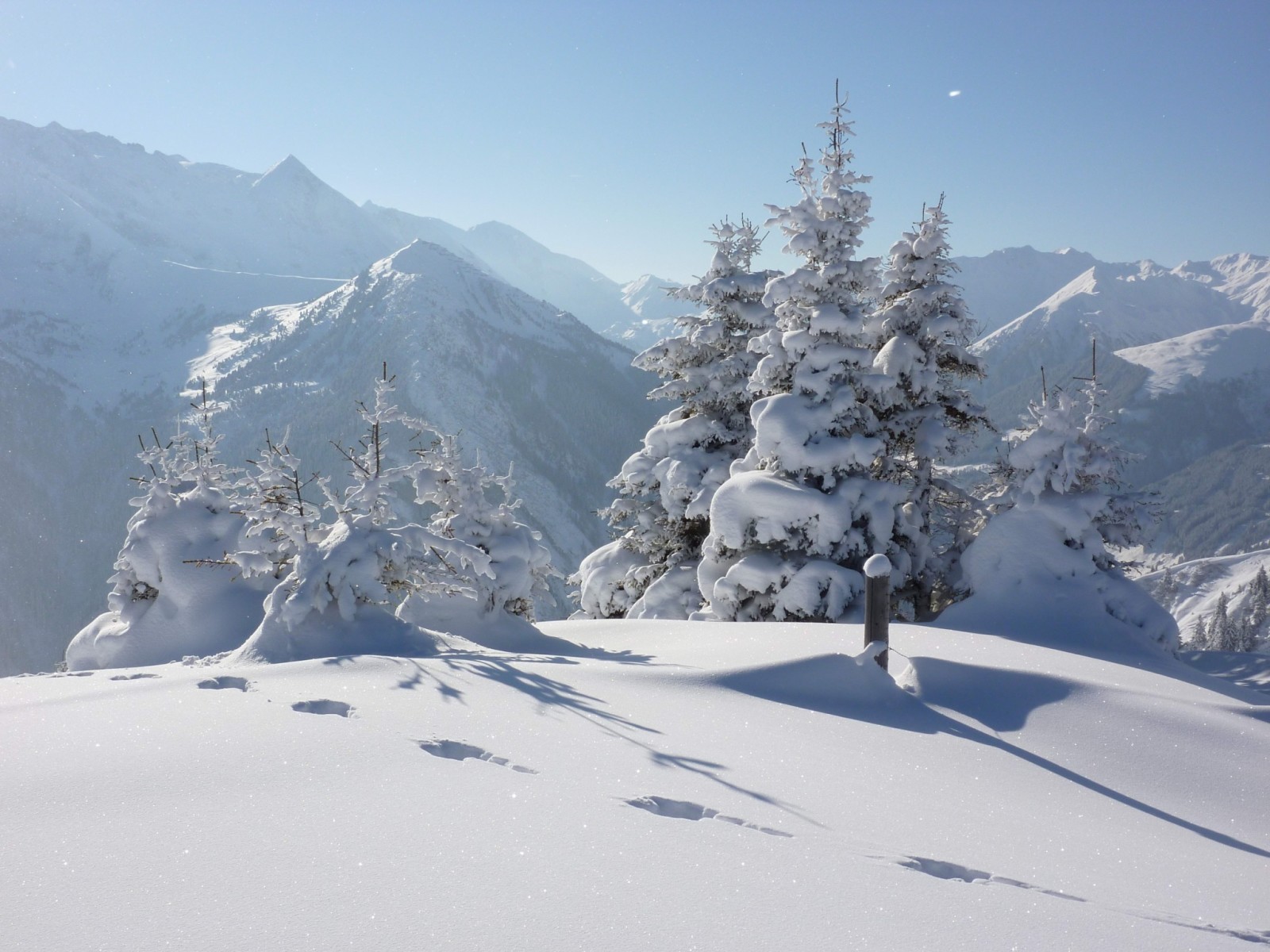 눈, 숲, 자연, 겨울, 나무, 사진, 흔적