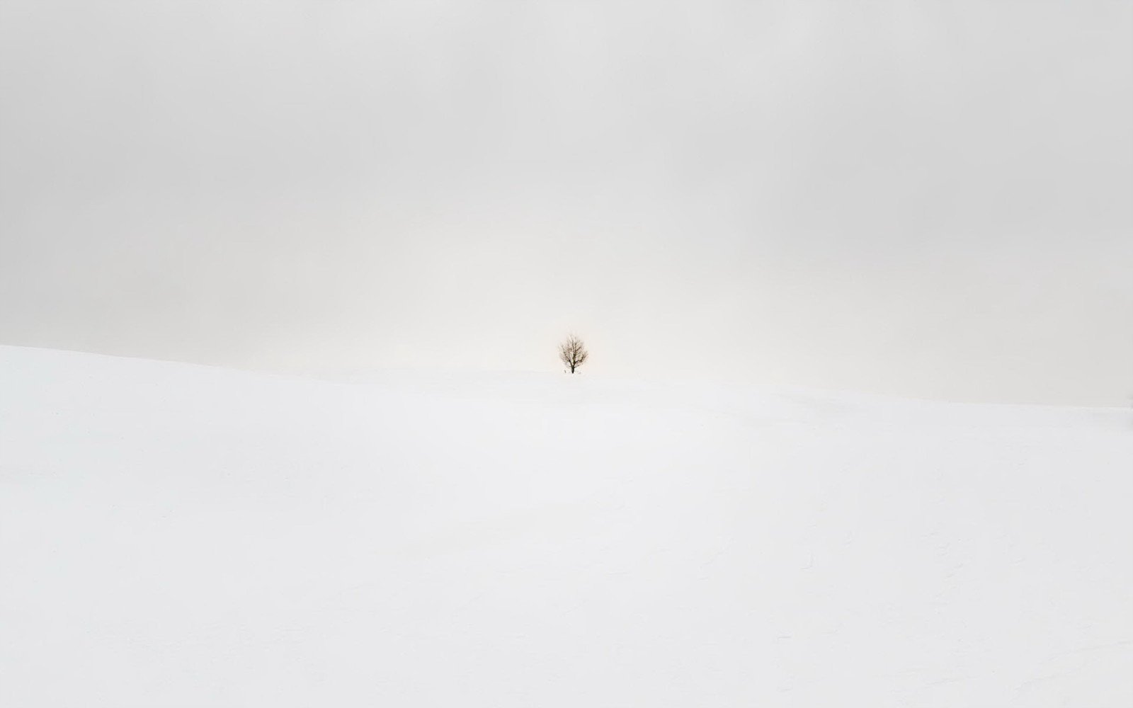 salju, pohon, musim dingin, bidang