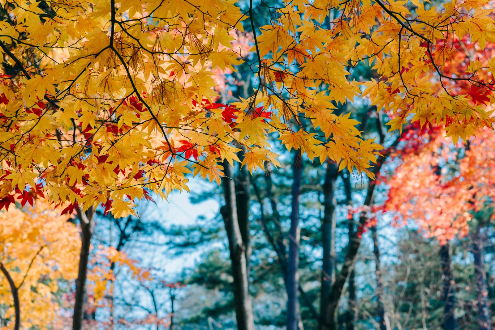 나무, 가을, 이파리, 화려한, 단풍