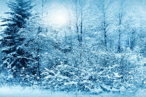 自然, 写真, 雪, スプルース, 冬