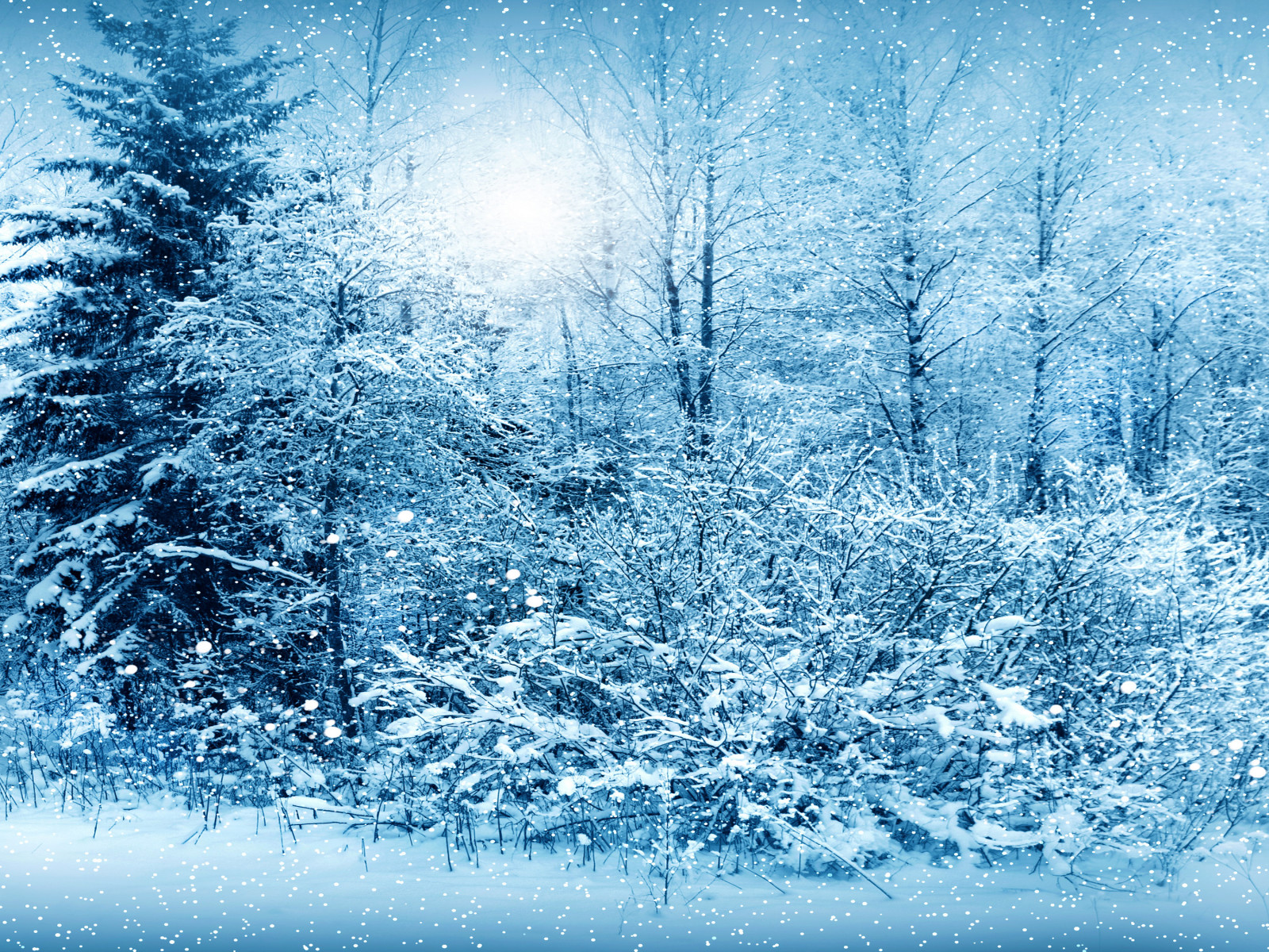 雪, 自然, 冬, 写真, スプルース