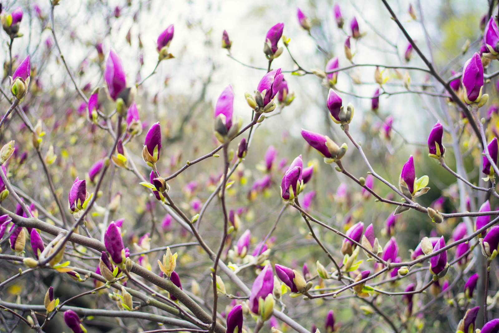 musim semi, Ukraina, mungkin, Magnolia, Cerah, kebun raya
