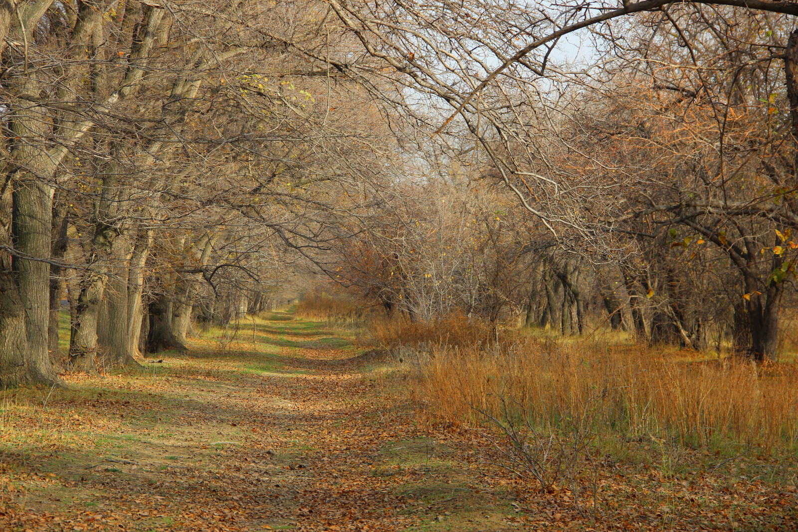 秋季, 分行, 树木, 树叶, 路径, 赤裸的秋天