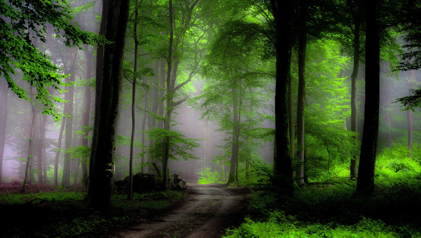 rừng, cây, sương mù, cách