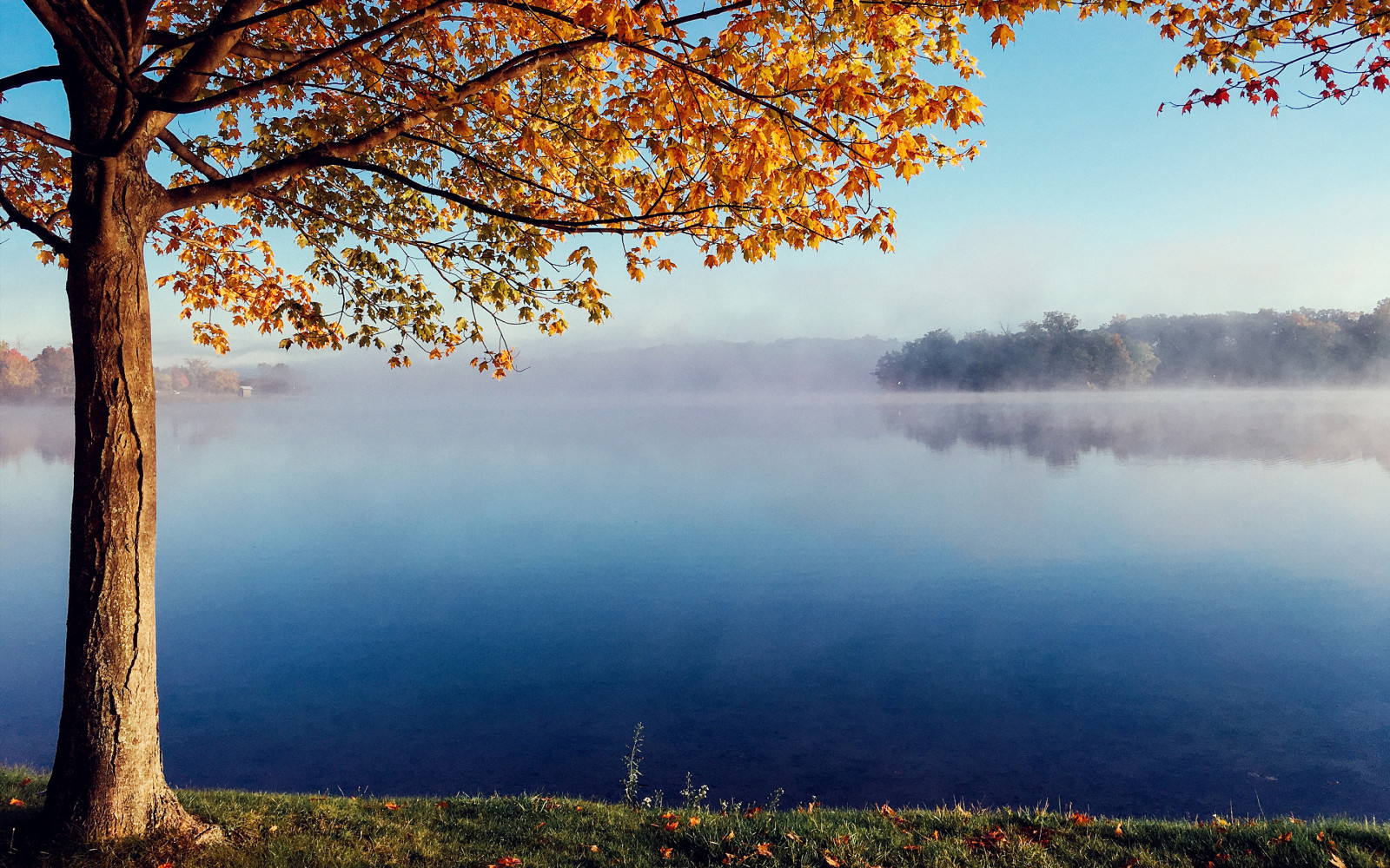 木, 秋, 湖, 霧, 静か
