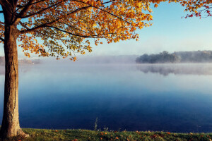 秋, 霧, 湖, 静か, 木