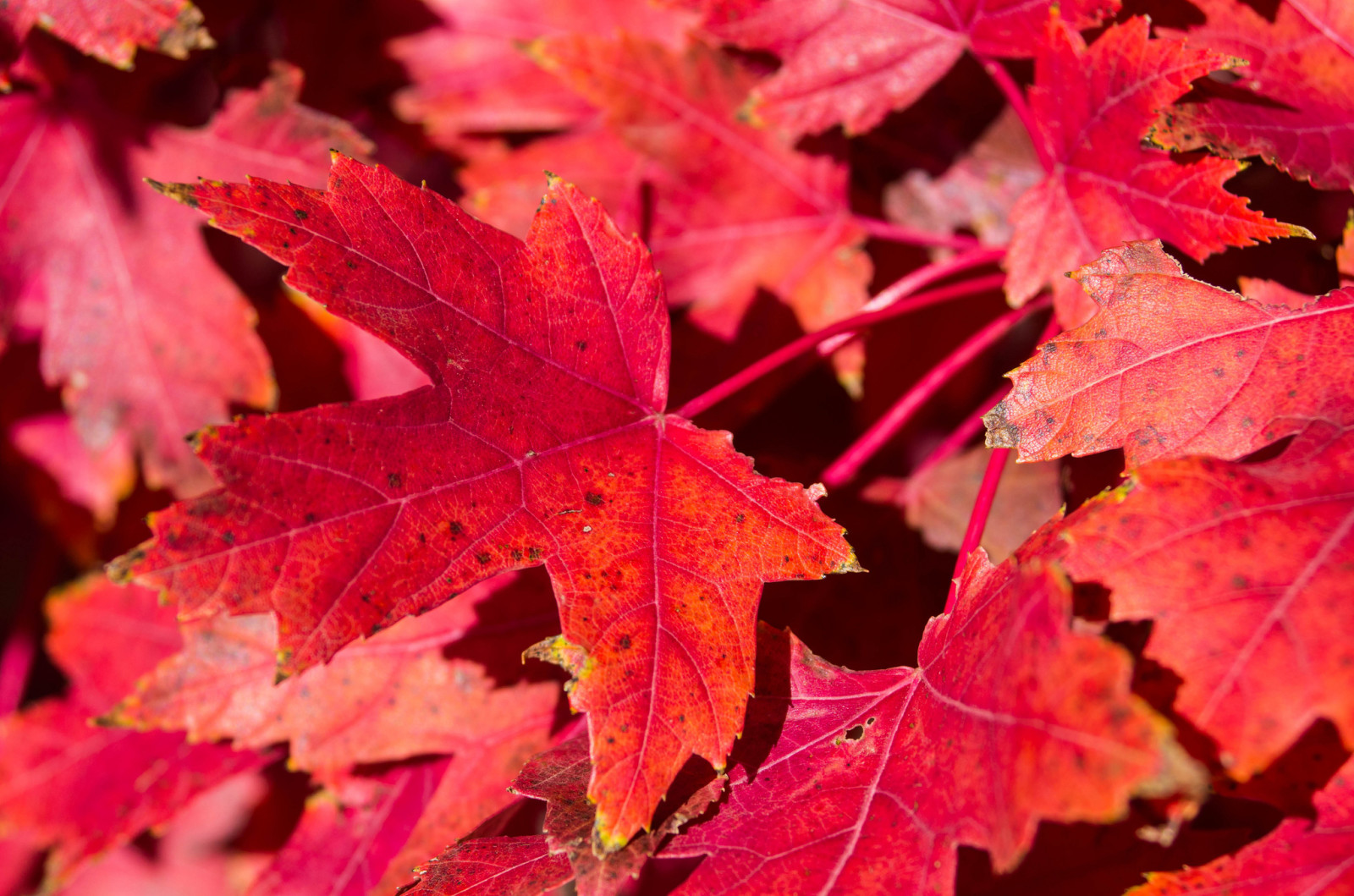 秋季, 自然, 树叶, 枫, 地毯, 深红色