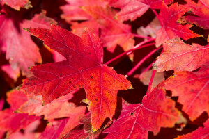 秋季, 地毯, 树叶, 枫, 自然, 深红色
