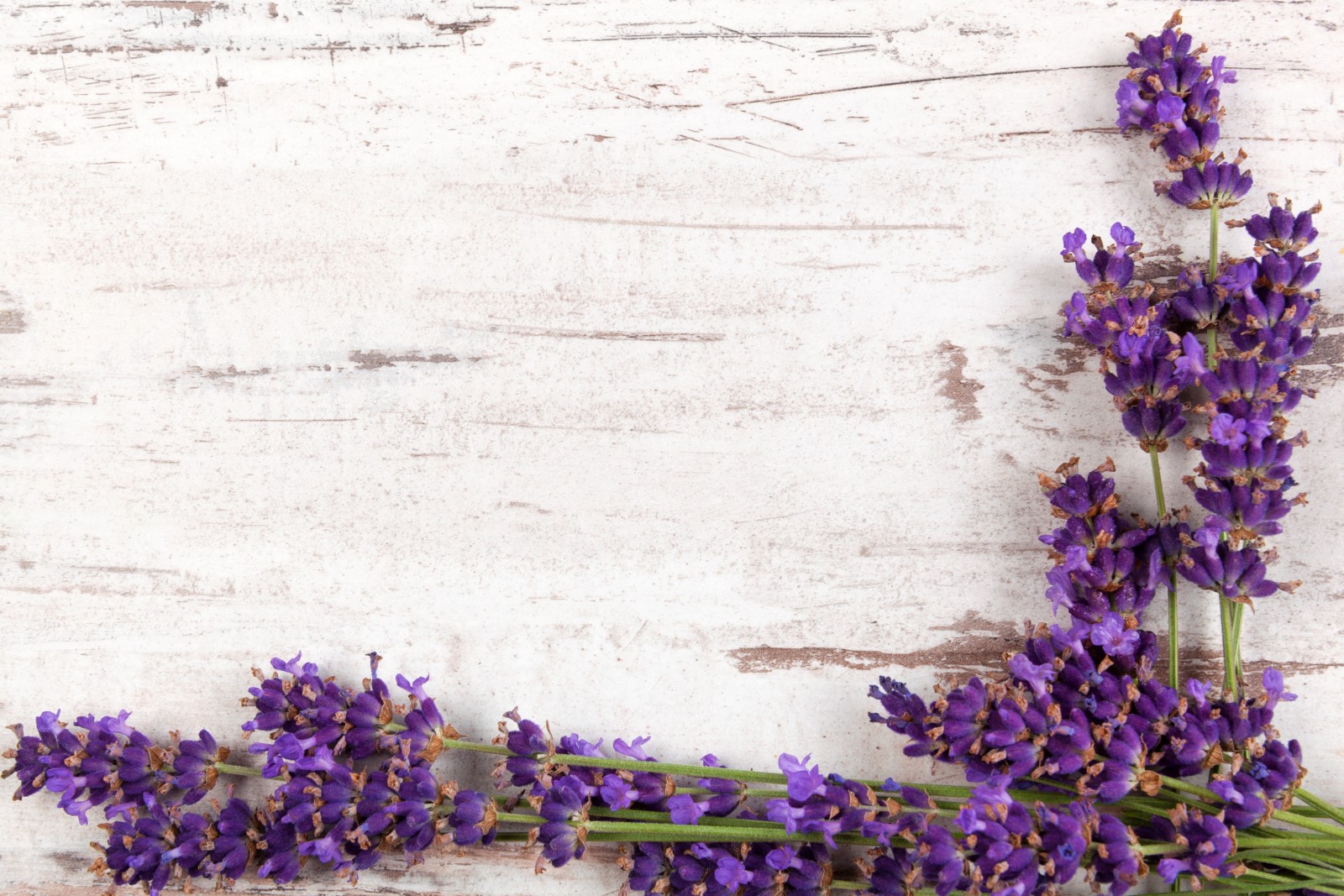kayu, ranting, bunga-bunga, lavender