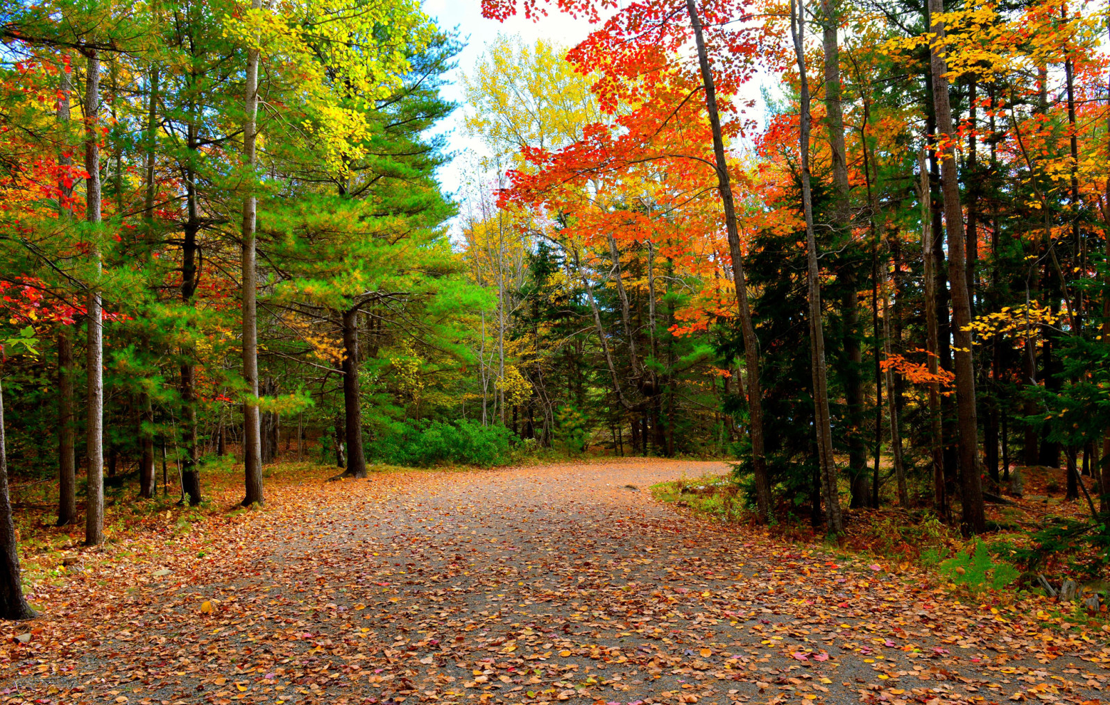 秋, 森林, 道路, 木