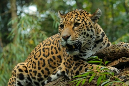 ジャガー, 捕食者, 野生の猫