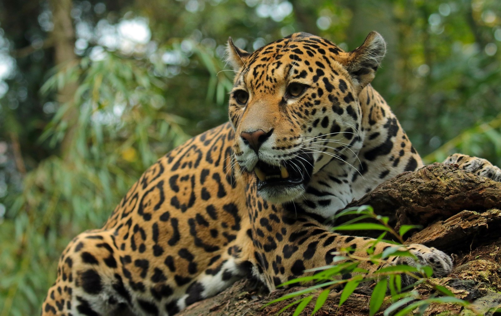 predator, kucing garong, Jaguar