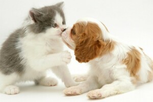 接吻, キティ, 子犬, スパニエル